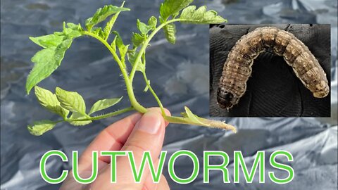 Cutworms in the backyard garden diatomaceous earth spinosad fall gardening tomatoes