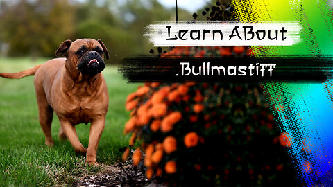 Bullmastiff 🐶 One Of The Laziest Dog Breeds In The World