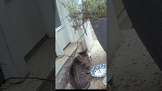 Tabby Cat Enjoys His Food! 😻