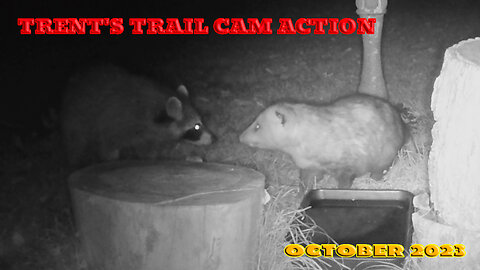 Trent's Trail Cam Action - October 2023