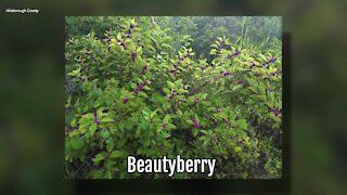 Beautyberry | Sarah's Walking Club Fall Scavenger Hunt