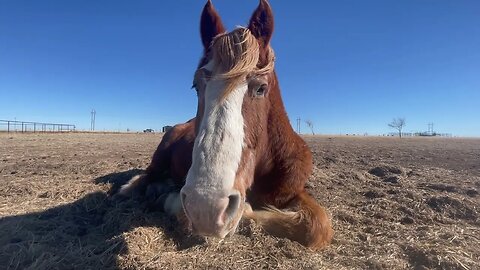 Introducing our newest member of our Rescued Belgian Draft Horse family! Ep. 47