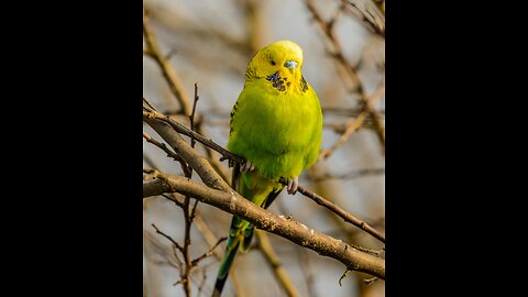 Wild Budgerigars