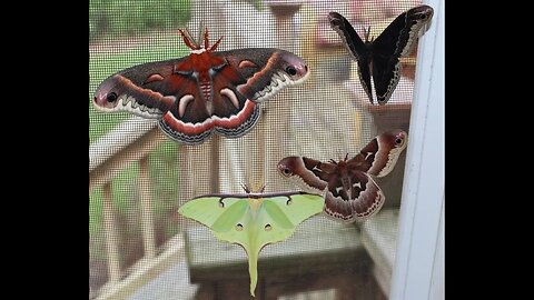 Giant Moths!!!