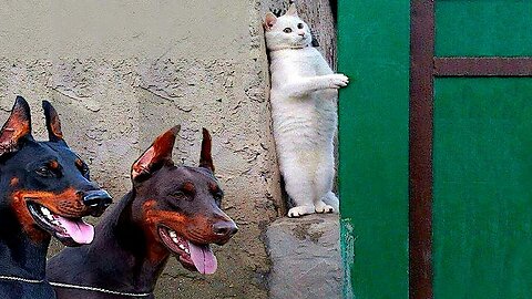 Funny animals | adorable cats and dogs #003