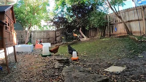 My Backyard Chickens - Episode 93