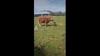 Momma cow loving baby calf.