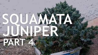 Squamata Juniper Nursery Stock for Bonsai, 4
