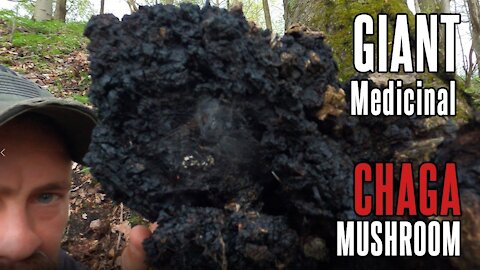 I found a huge Chaga Mushroom! Check it out! | Foraging for Wild Edible Plants in Pennsylvania