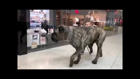 🐕Cane Corso Walking with Baby👶 #shorts