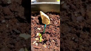 Just tossed these 🥜 in the dirt and 3-days later….🌱..🌱🌱🌱🌱#shorts #viral #tiktok