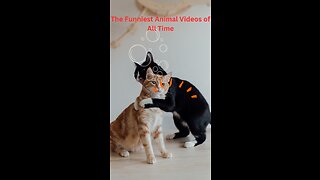 The Funniest Animal Videos of All Time