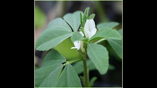 Fenugreek (Trigonella foenum-graecum)