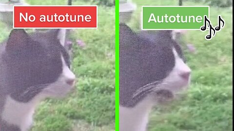 Wha Wha Cat No Autotune &amp; Autotune edit