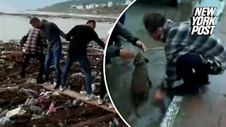 Human chain rescues puppy stuck on garbage island in Turkey floods