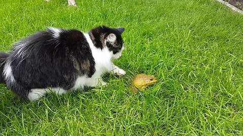 Gentle cat attempts to befriend bullfrog