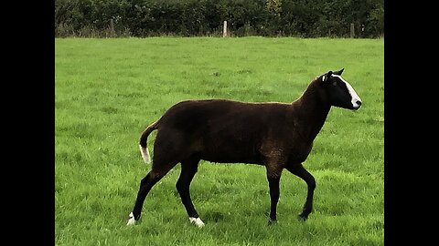 Visited a friend & his flock of Zwartbles & Dutch Spotted sheep