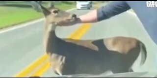 A mother deer came to the middle of the road for help