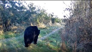 Large Black Bear Walking Down The Road