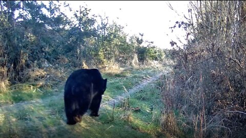 Large Black Bear Walking Down The Road