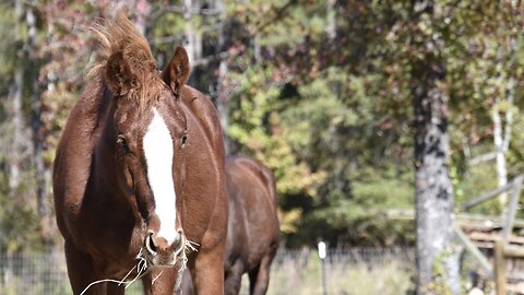 Jackson Moves Into the Pasture - Week 2