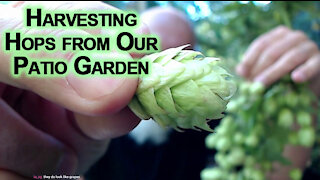 Harvesting Hops from Our Patio Garden [ASMR]