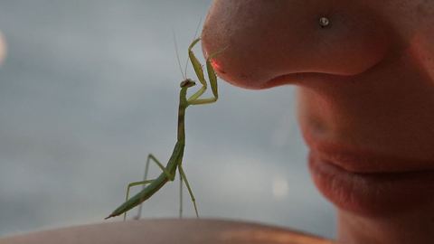 Praying Mantis Egg Case Hatch