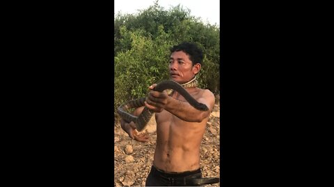 Cobra Catching TV : How dare this man to catch Ptyas Mucosa