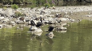 The Three Musketeers aka cormorants 2