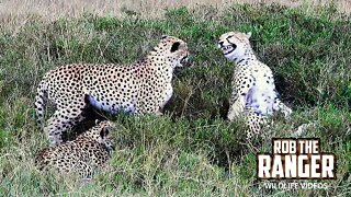 Dominant Cheetah Coalition Meet Young Male | Lalashe Maasai Mara Safari