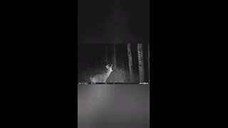 Shoot or Pass? #trailcamera #hunting #trailcam #deer #bucks #deerhunting