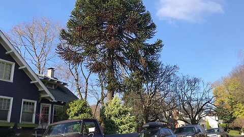 Mature monkey puzzle tree