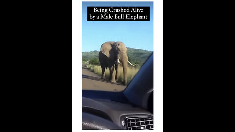 Crashed alive by a male bull elephant