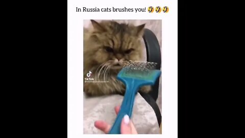 Big Mustache Russian Cat 😲