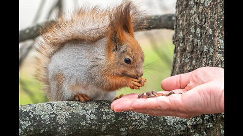 Squirrel 🐿️ friendship with human