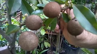 super produção de sapoti em vaso Veja como fazer sua frutifera produzir mais