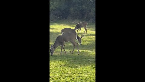 Retirement Home Buck!