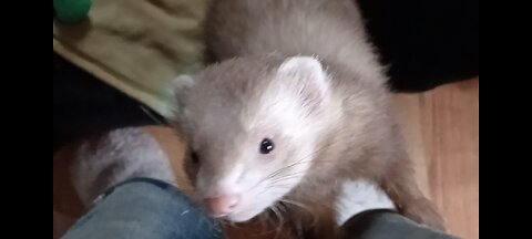 Romeo the ferret ..what's up?