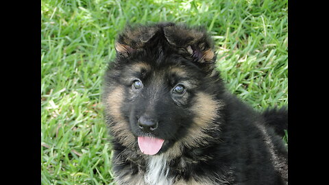 Jules first puppy born this litter German Shepherd puppy are beautiful