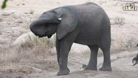 Watch This Wild Elephant Calf Use A Tissue To Clean Its Ear!!!