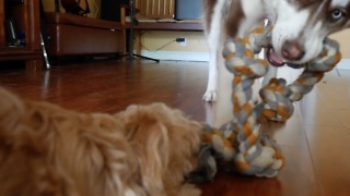 2 DOGS 1 ROPE (HUSKY AND MALTIPOO)