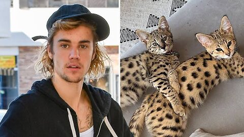 Justin bieber has $35000 Tiger cat 🐈🫣😱 | Do you thinks this is worth ? Comment below ⬇️