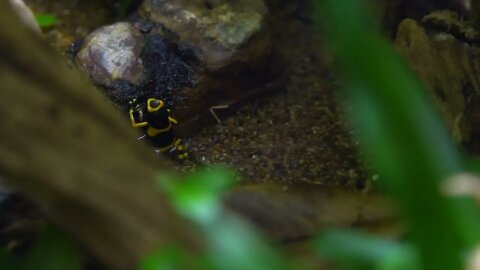 yellow banded poison dart frog in an aquarium