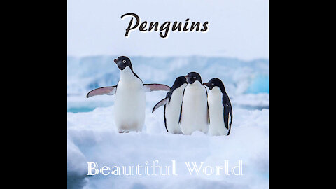 Penguins