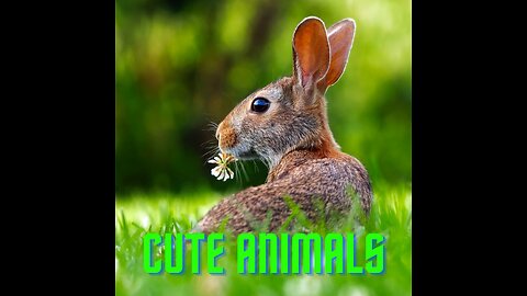 AWW Animals SOO Cute! Cute baby animals Videos Compilation cute moment of the animals