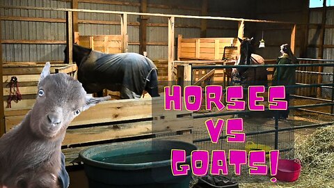 Horses Vs Goats! What One Is Better
