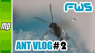 FWS - Ant Colony Vlog #2