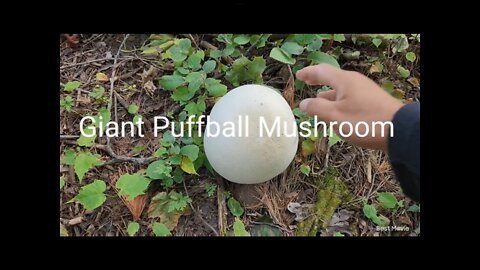 Fall Mushroom Foraging: Giant Puffball Mushroom