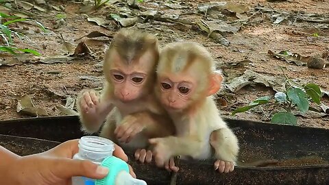 OMG! cheko and santa is very hungry for milk, she is sitting and spitting, she is pouring milk