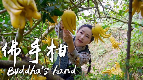「One Fruit for a Table"」Buddha’s hand - Fancy Fruit with Decorative & Medicinal Uses